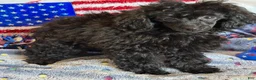 Toy Poodle dogs for sale: Lilly - Ad 3