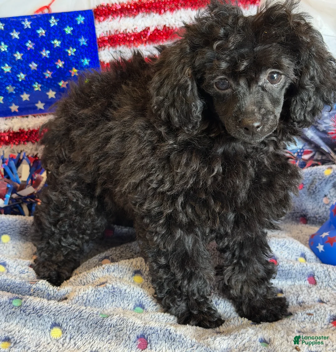 Toy Poodle dogs for sale: Lilly - Ad 3