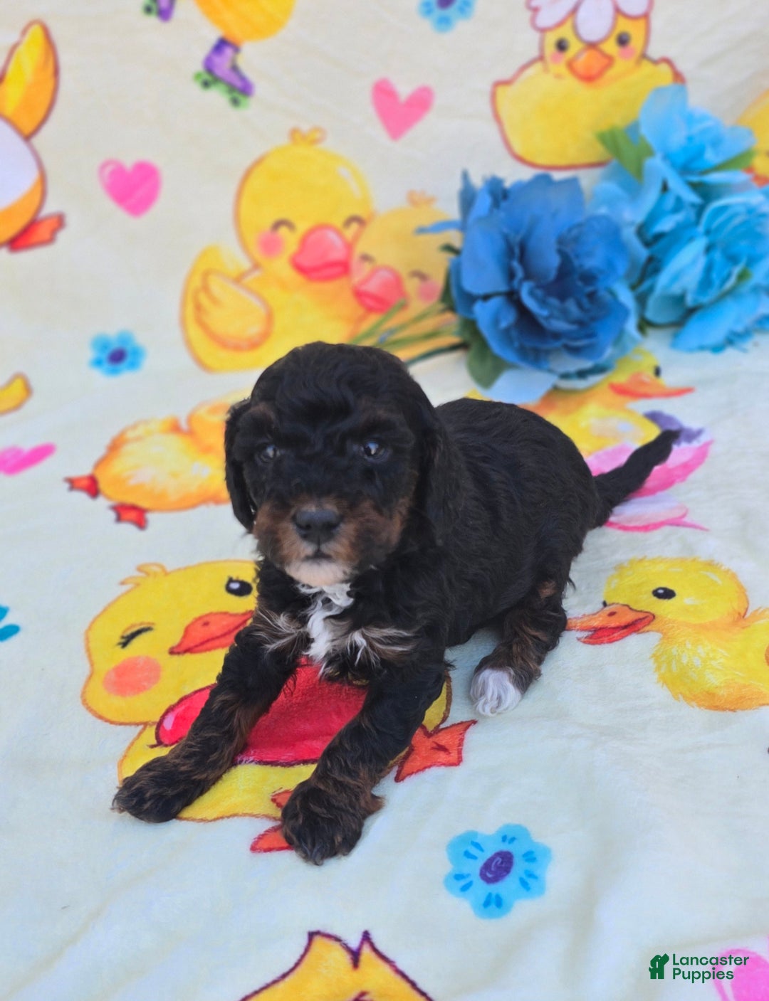 Cavapoo dogs for sale: Memo - Ad 4