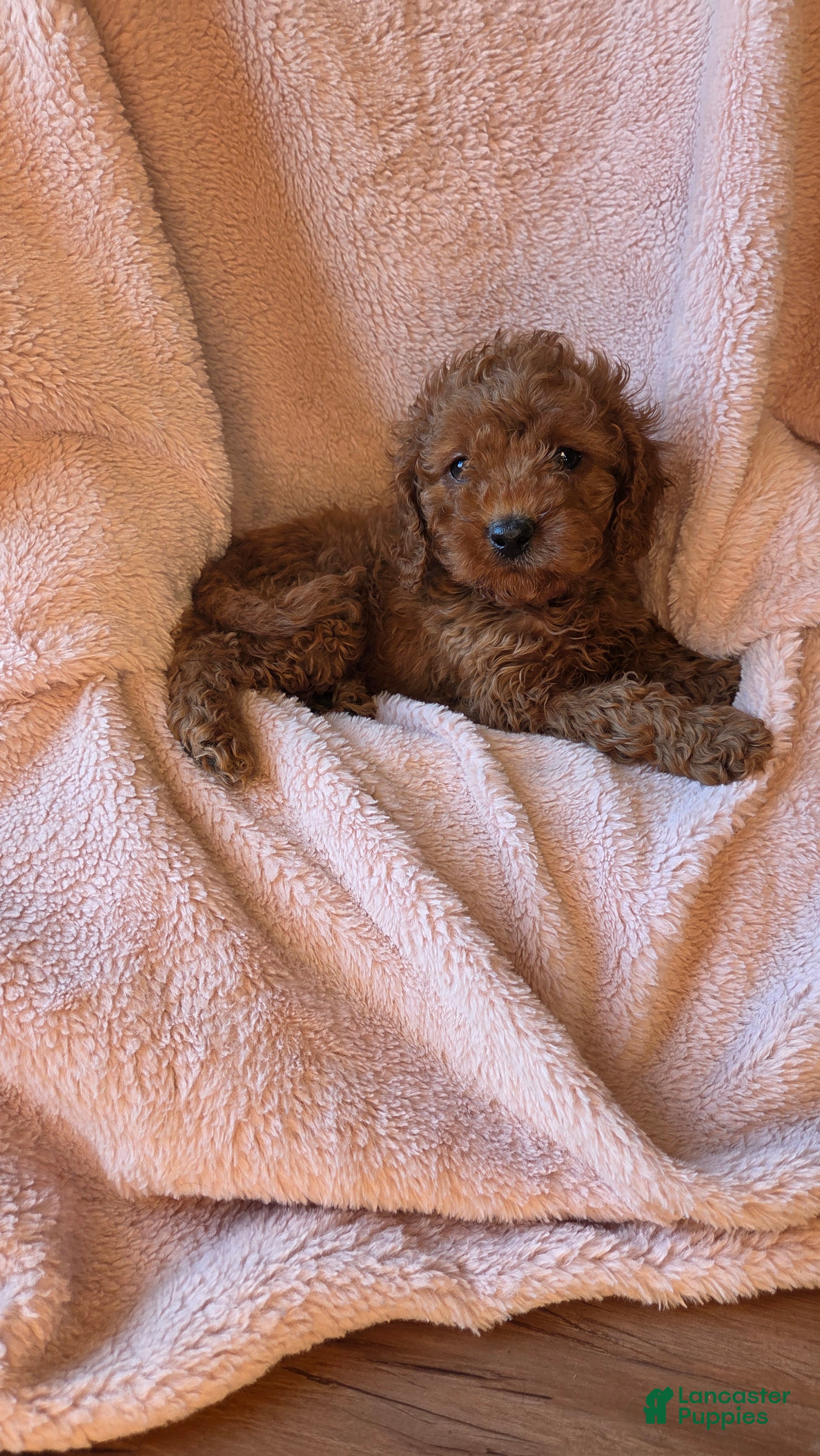 Cavapoo dogs River - Ad 2