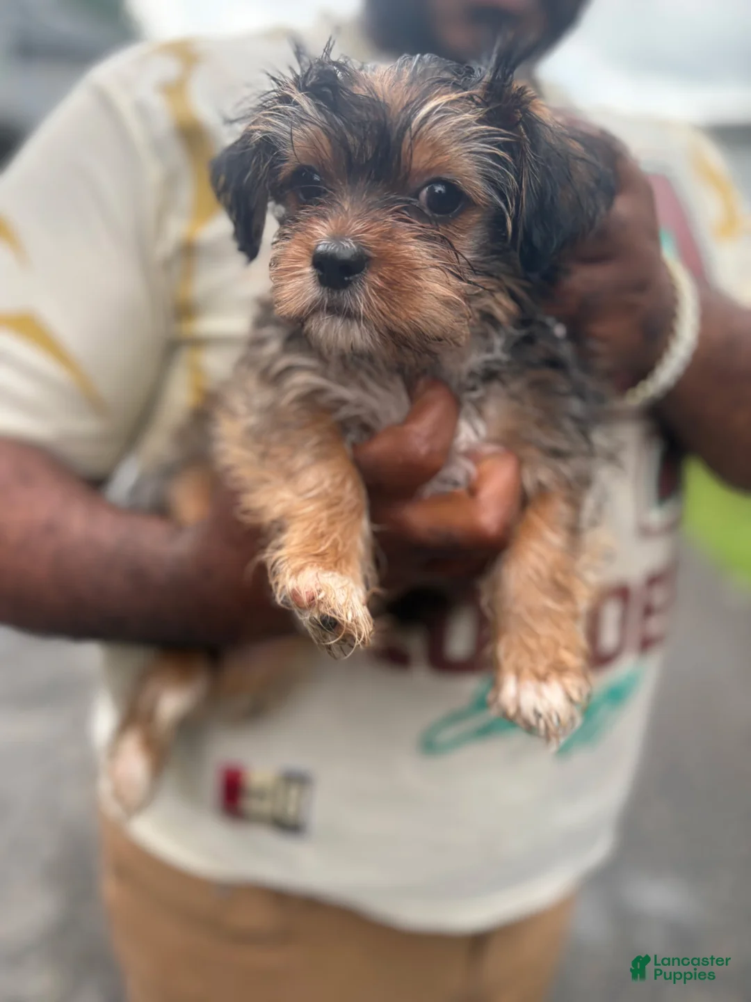 Shorkie dogs for sale: Drake - Ad 1