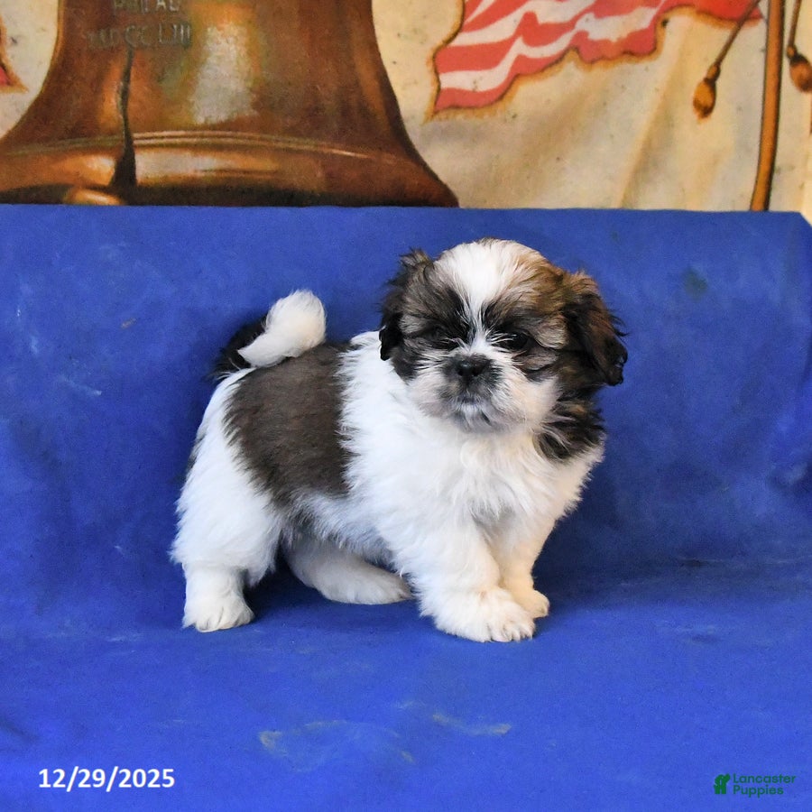 Shih Tzu dogs Mack  - Ad 8