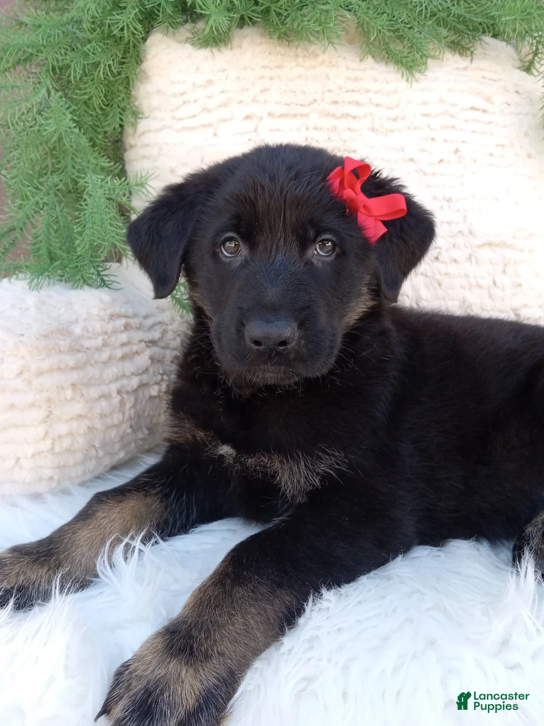 German Shepherd dogs for sale: Ranger - Ad 1