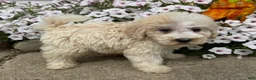 Miniature Poodle dogs for sale: Jack - Ad 6