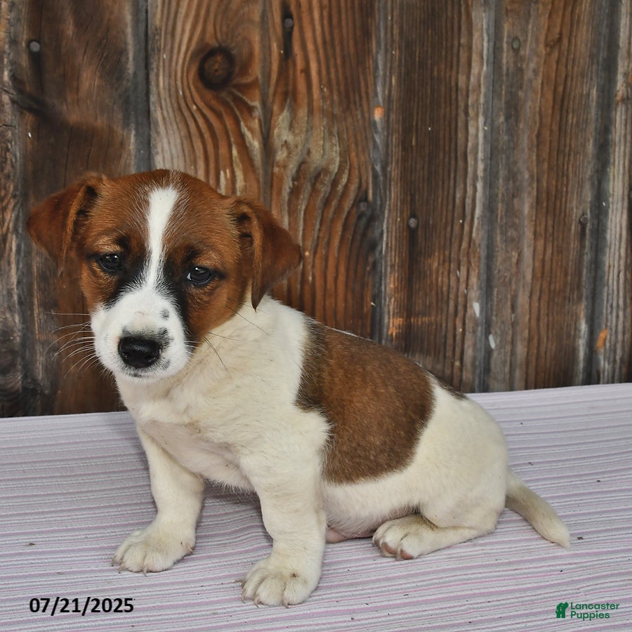 Terrier Mix Jack Russell Family Parson Jack Russell Terrier Dog