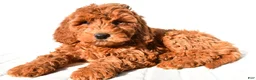 Mini Goldendoodle dogs for sale: Amber - Ad 4