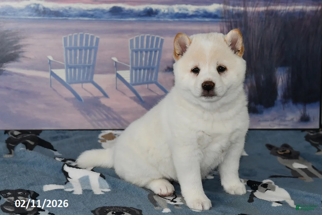 Shiba Inu dogs for sale: Bonnie - Ad 5
