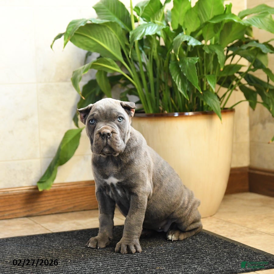 Cane Corso dogs Xena - Ad 2