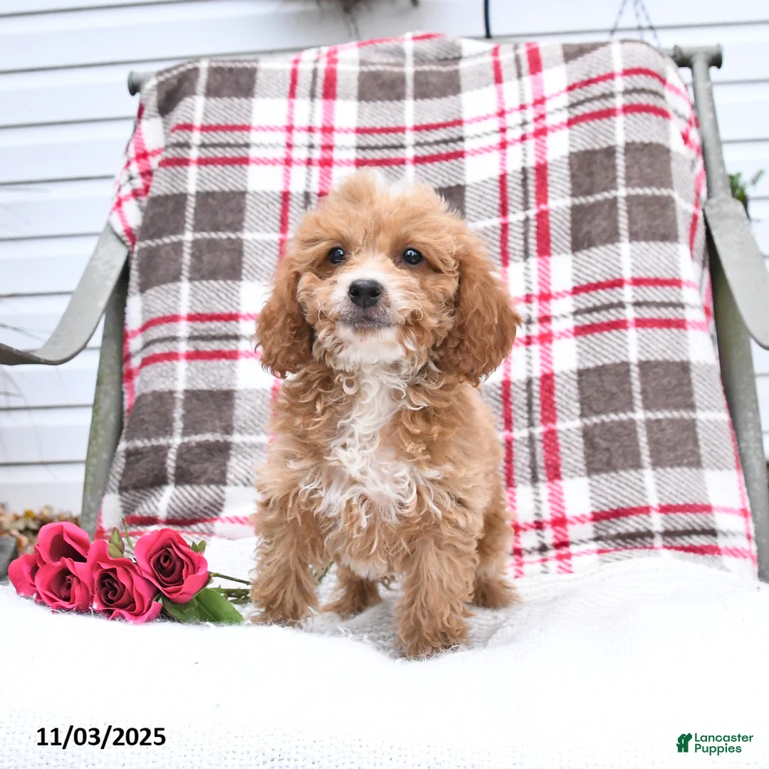 Cockapoo dogs for sale: Carter - Ad 8