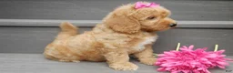 Mini Goldendoodle dogs for sale: Indy - Ad 5