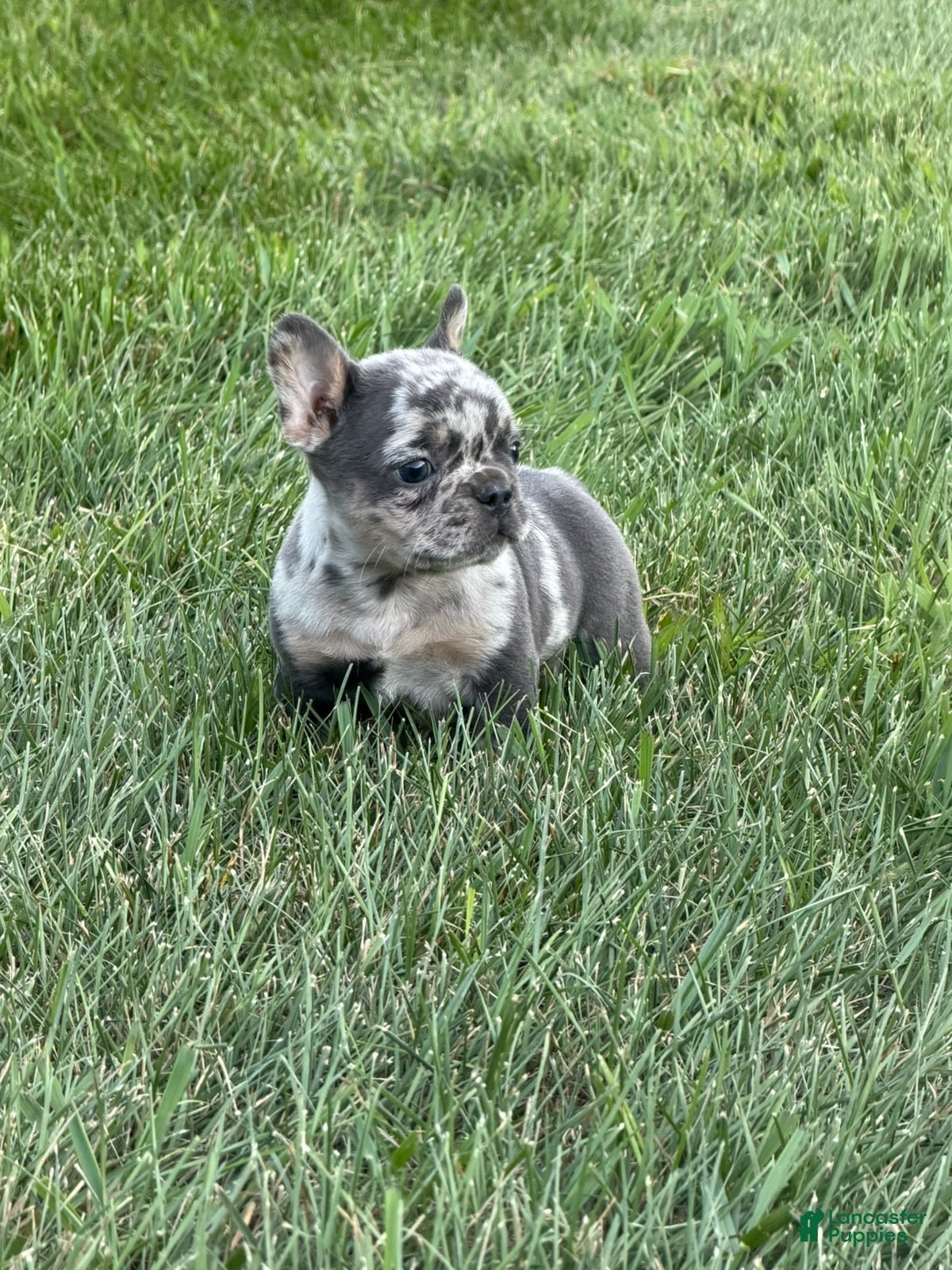 French Bulldog dogs Dex - Ad 1