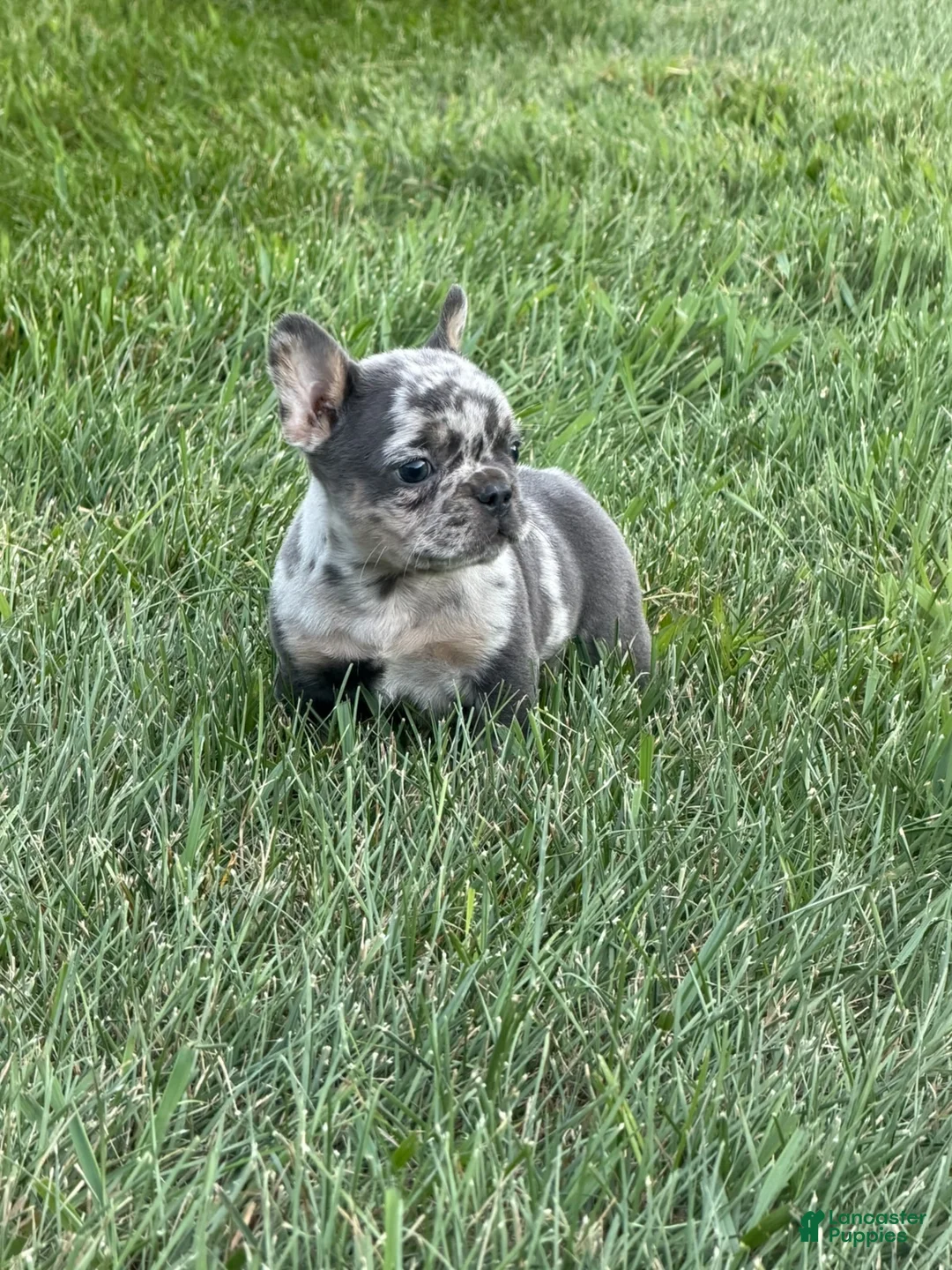 French Bulldog dogs for sale: Dex - Ad 1