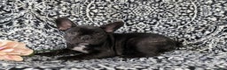 French Bulldog dogs for sale: Nadia - Ad 6