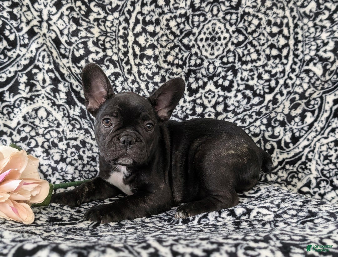 French Bulldog dogs for sale: Nadia - Ad 6