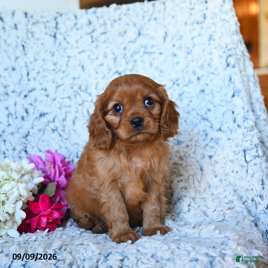 Cavalier King Charles Spaniel dogs Zane - Ad 2