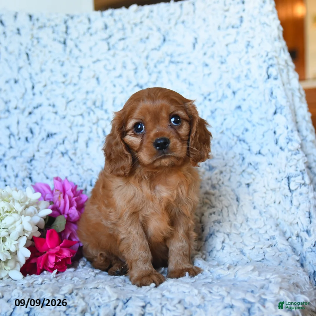 Cavalier King Charles Spaniel dogs for sale: Zane - Ad 2