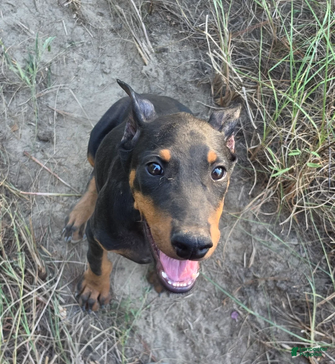 Doberman Pinscher dogs for sale: Azarel - Ad 2