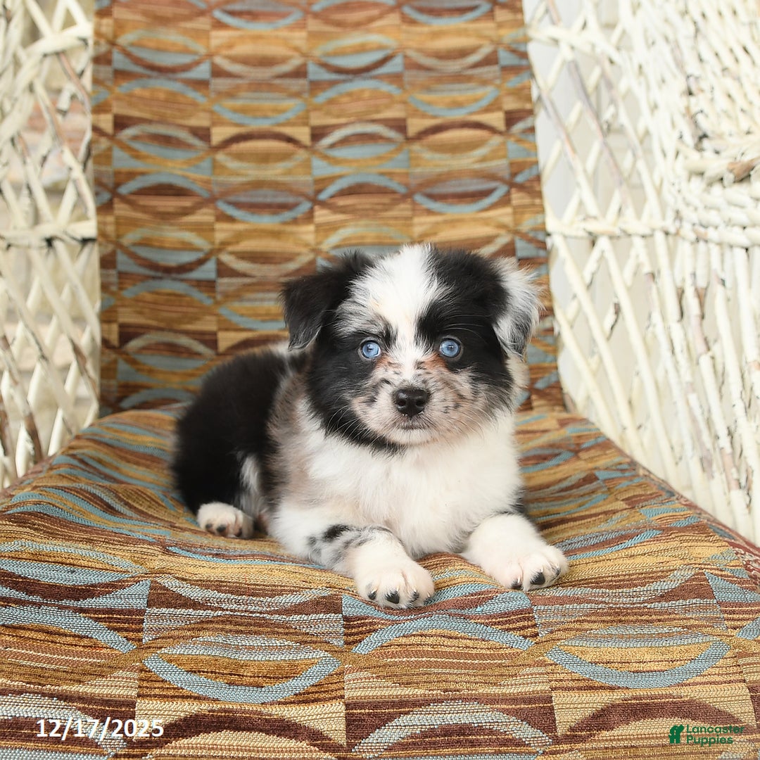 Toy Australian Shepherd dogs for sale: Carma - Ad 5