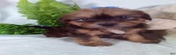 Shorkie dogs for sale: Ginger - Ad 4