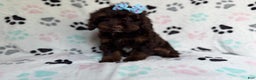 Cockapoo dogs for sale: Cocoa - Ad 8