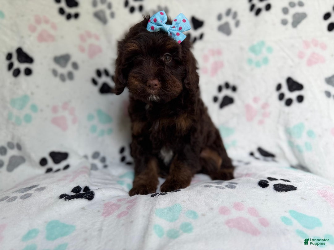 Cockapoo dogs for sale: Cocoa - Ad 8