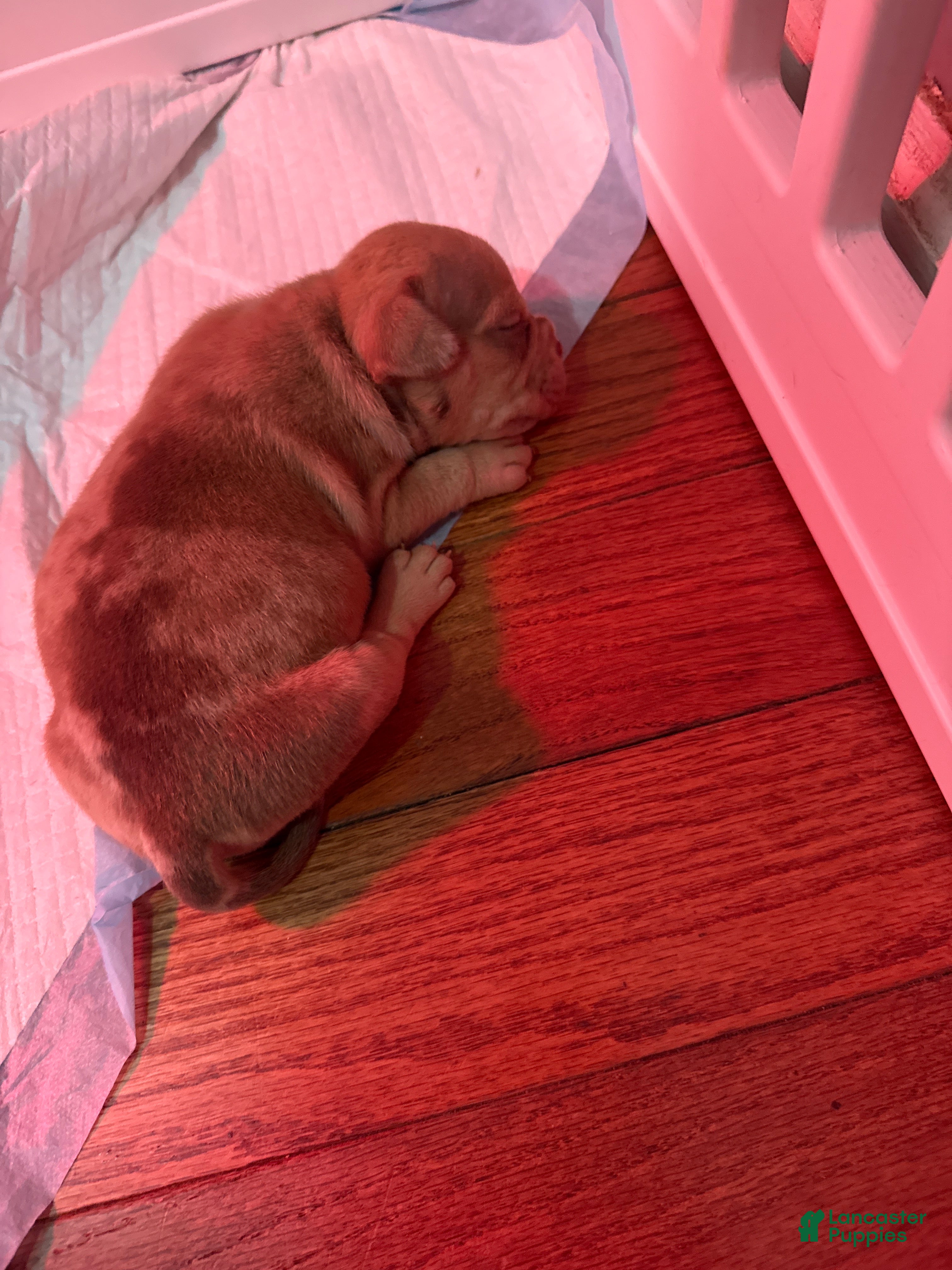 American Bully dogs American Bully Puppy 1 - Ad 36