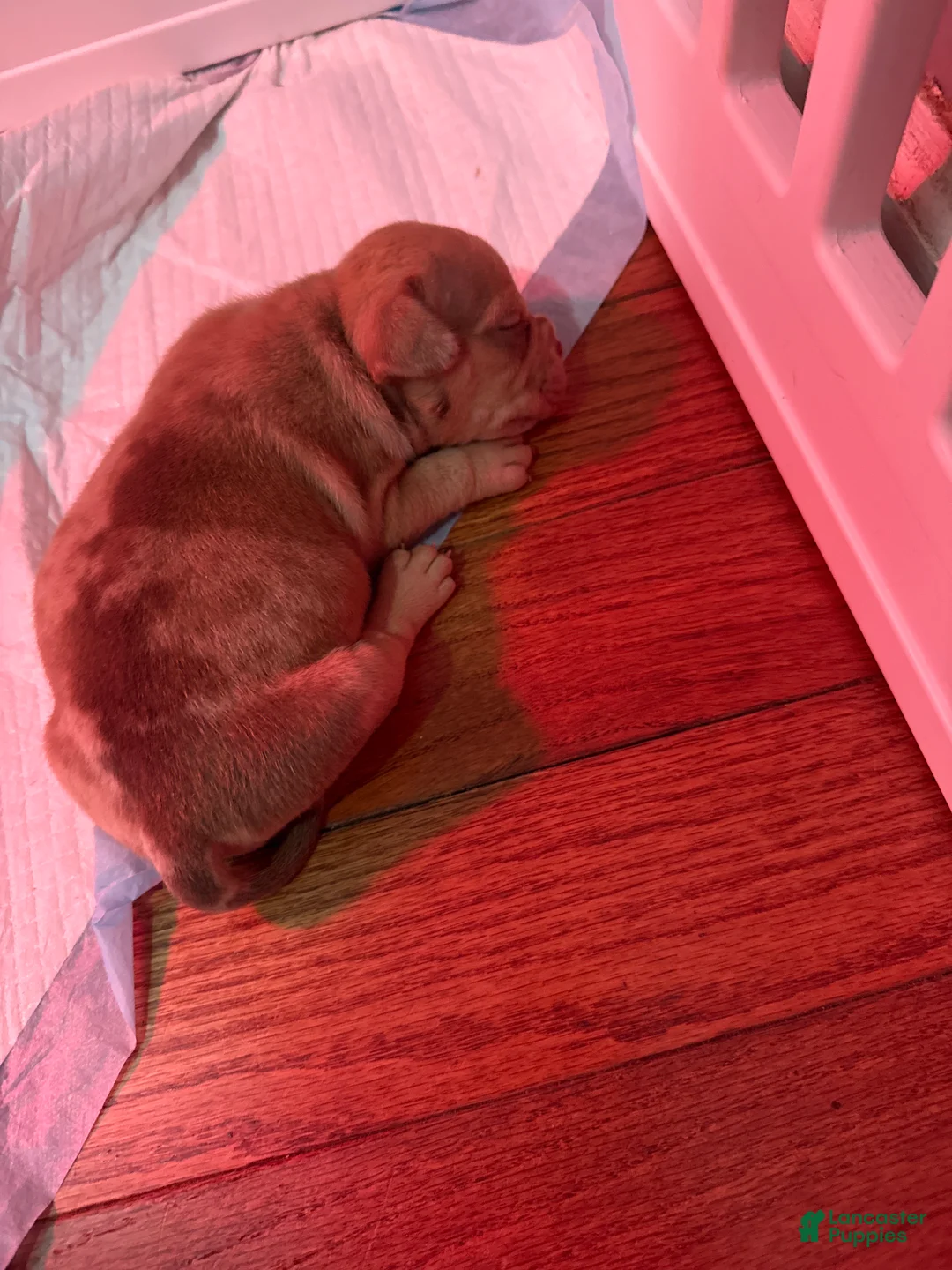 American Bully dogs for sale: American Bully Puppy 1 - Ad 1