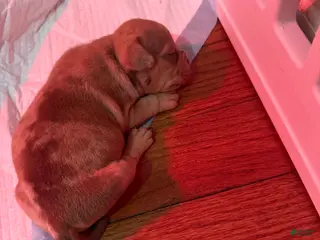 American Bully dogs American Bully Puppy 1 - Ad 3