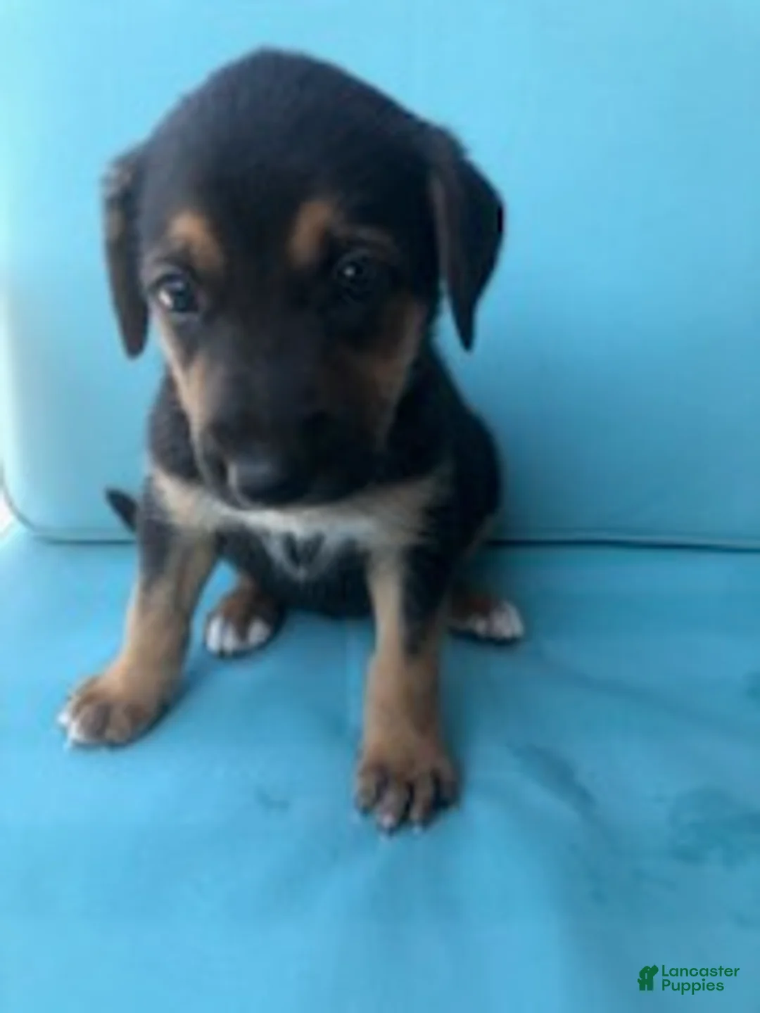 Mixed Breed dogs for sale: Girl 1 - Ad 2