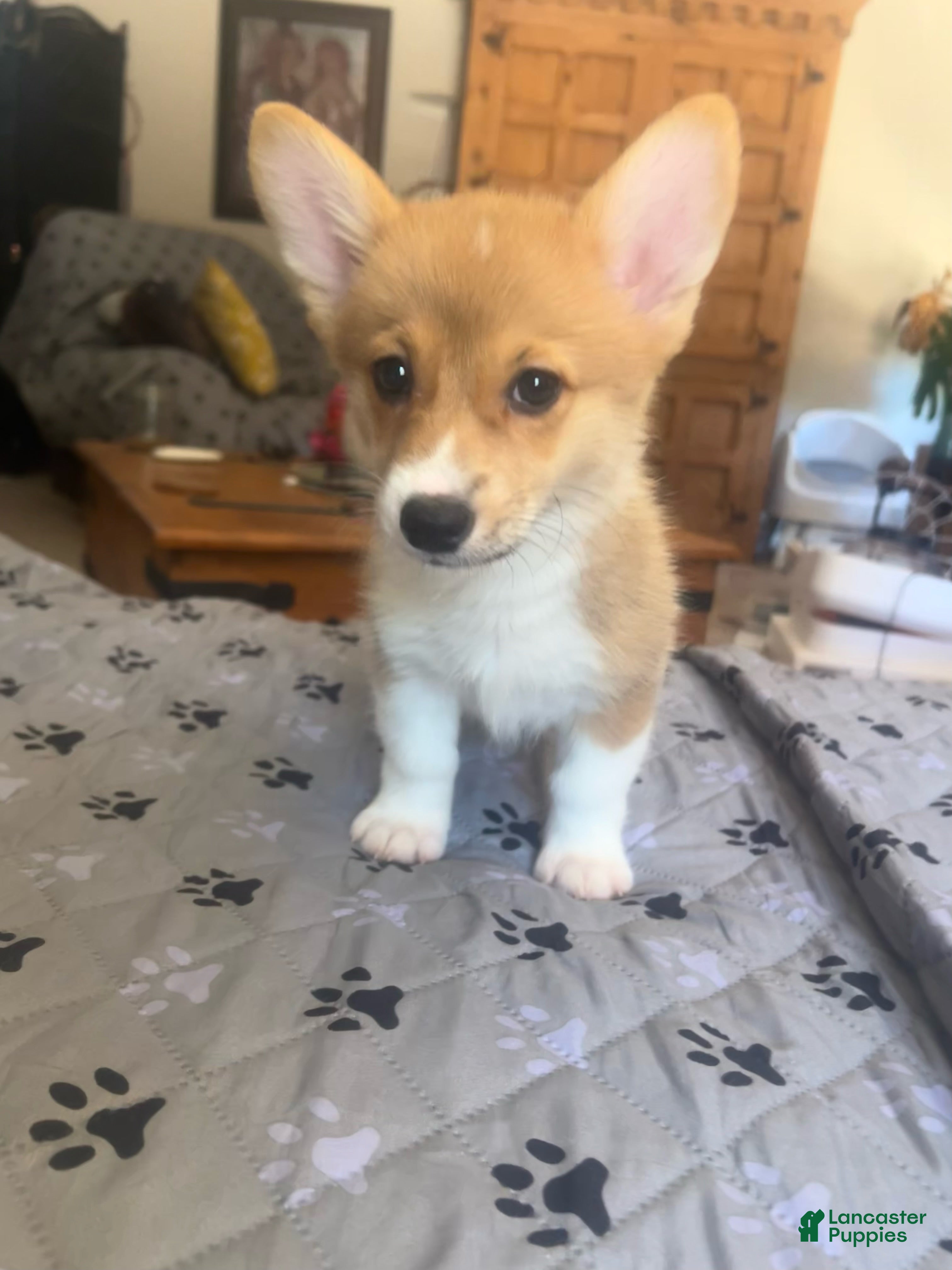 Welsh Corgi Pembroke dogs Welsh Corgi Pembroke Puppy 5 - Ad 1