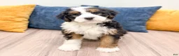 Bernedoodle dogs for sale: Brody - Ad 3