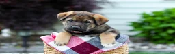 Sheprador dogs for sale: Bruno - Ad 7