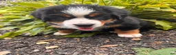 Bernese Mountain Dog dogs for sale: Kipper - Ad 2