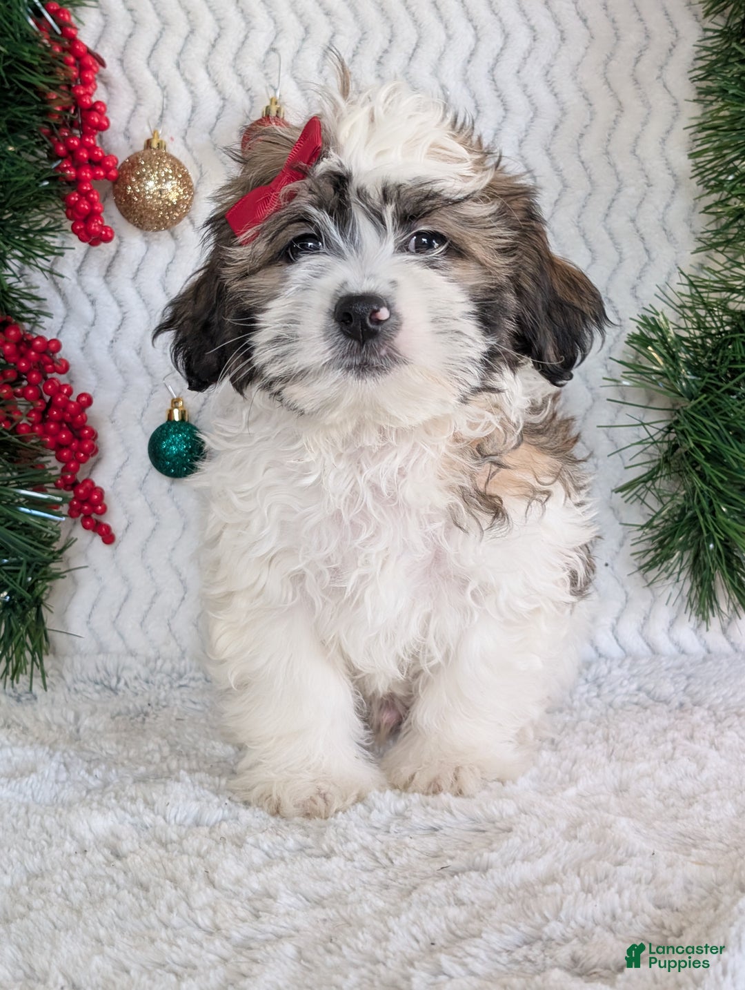 Teddy Bear dogs for sale: Jake - Ad 12