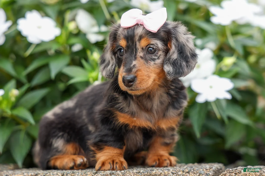 Miniature Dachshund dogs for sale:   Hailey 🎀 - Ad 1