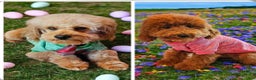 Mini Goldendoodle dogs for sale: Raven - Mini Goldendoodle  - Ad 6