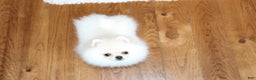 Pomeranian dogs for sale: Tiny Teddy - Ad 13