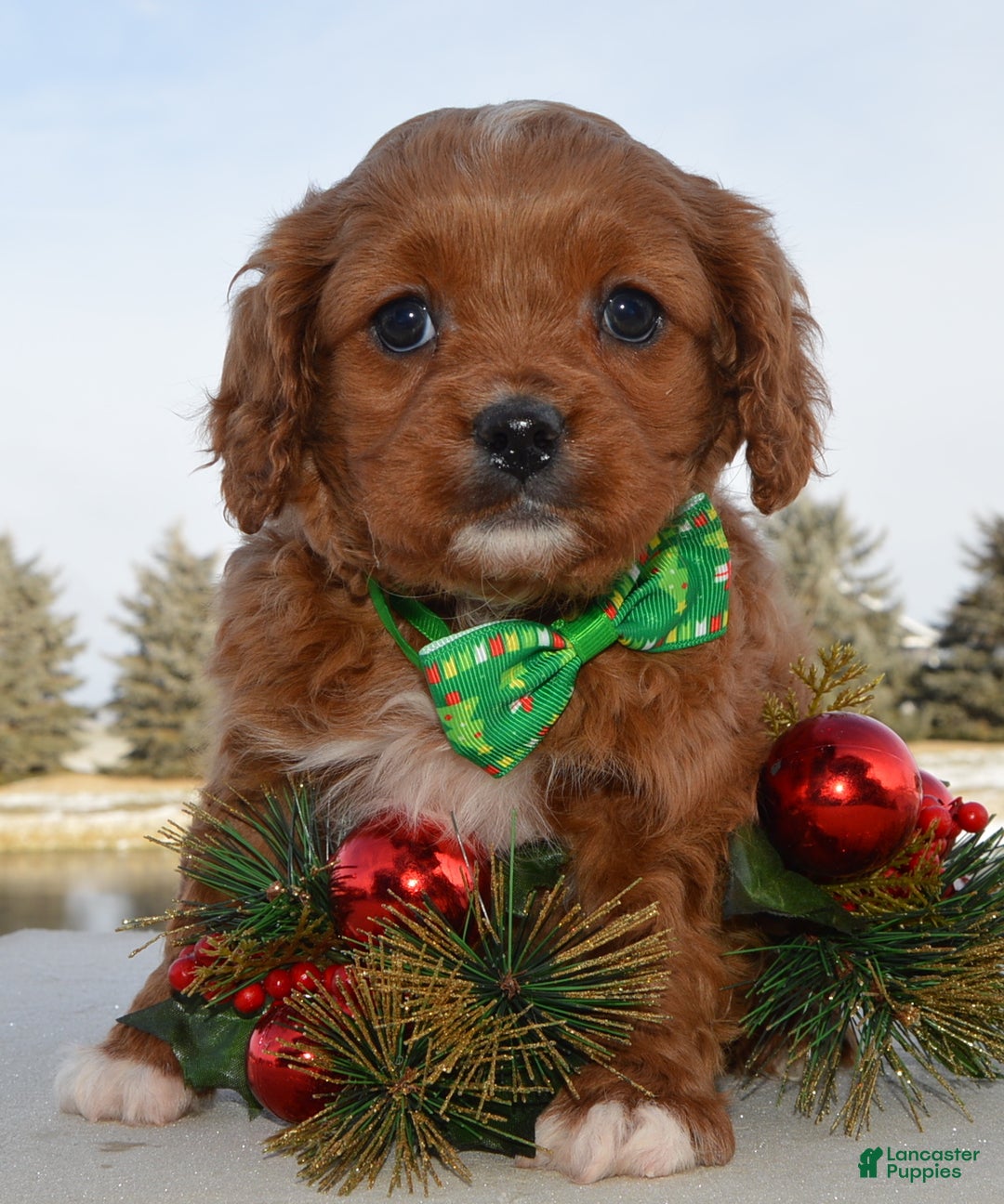 Cavapoo dogs for sale: Cora - Ad 11
