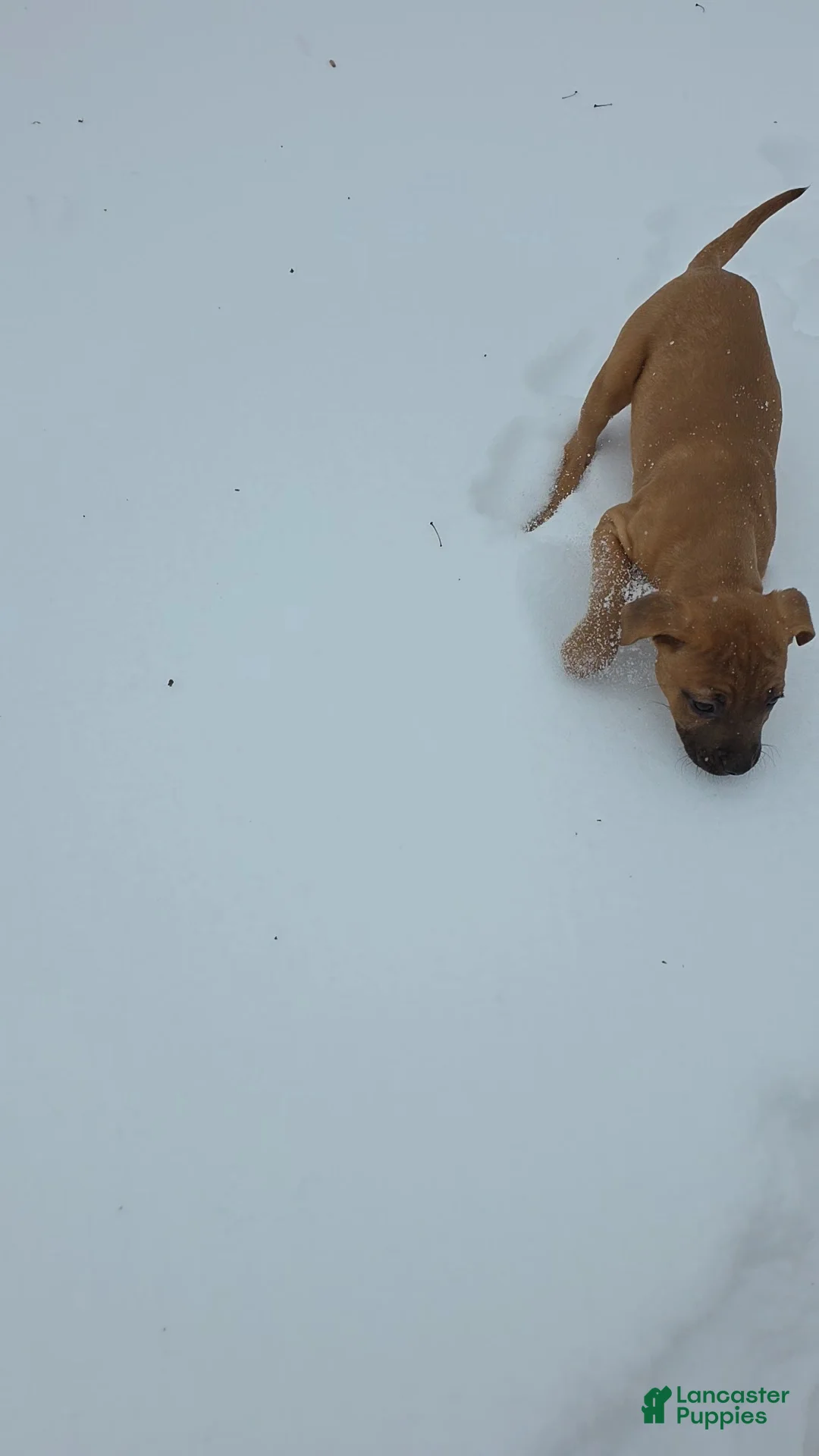 Mixed Breed dogs for sale: Anna 💜 - Ad 6