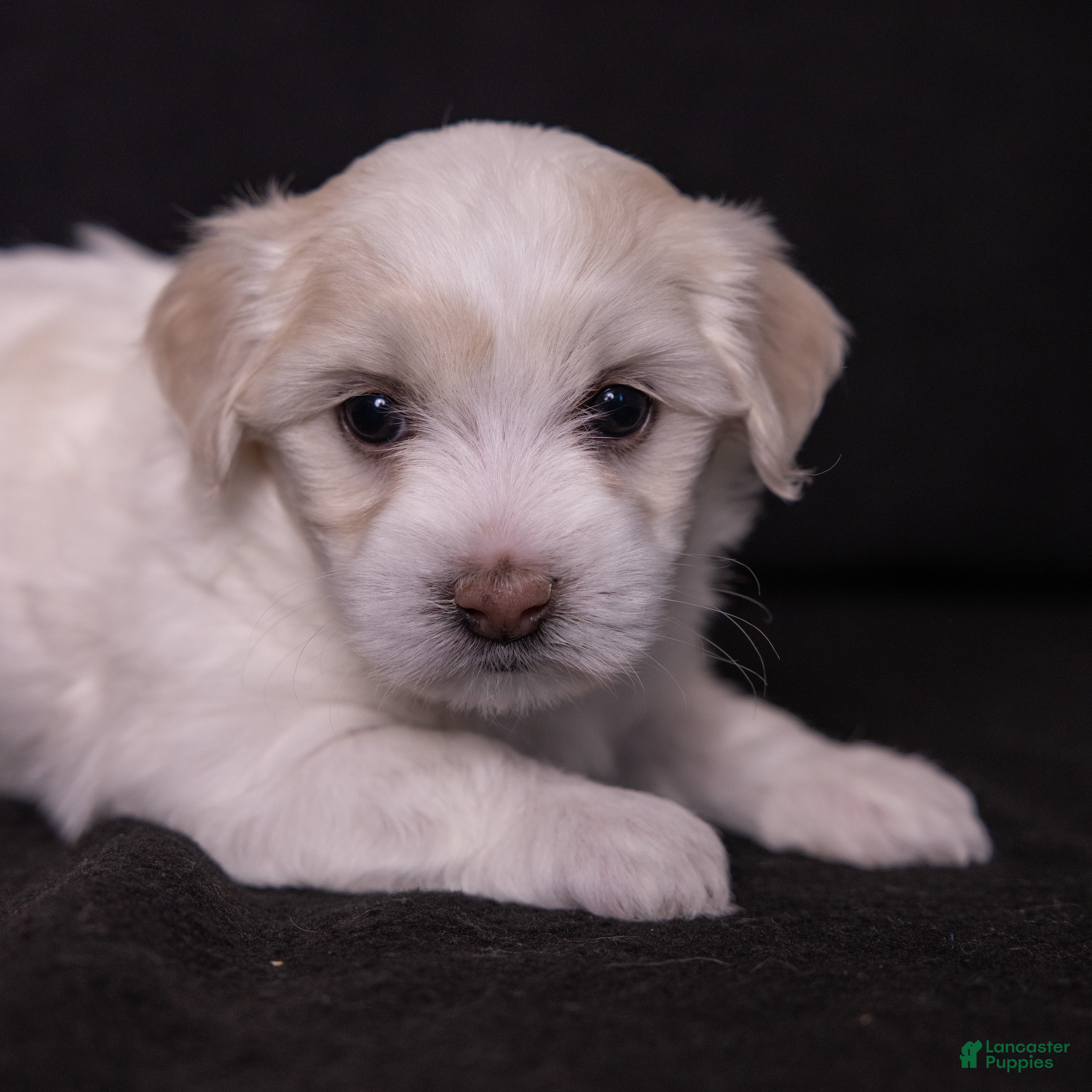 Coton De Tulear dogs Magnolia - Ad 2