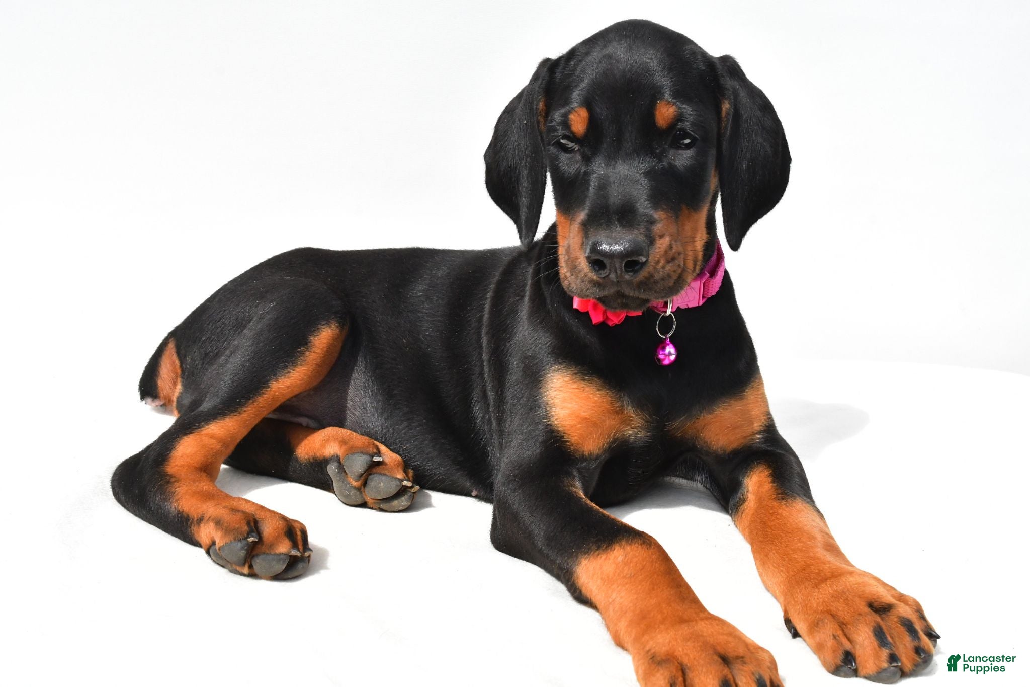 Doberman Pinscher dogs Buffy - Ad 2