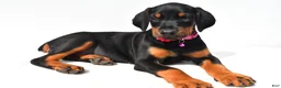 Doberman Pinscher dogs for sale: Buffy - Ad 2