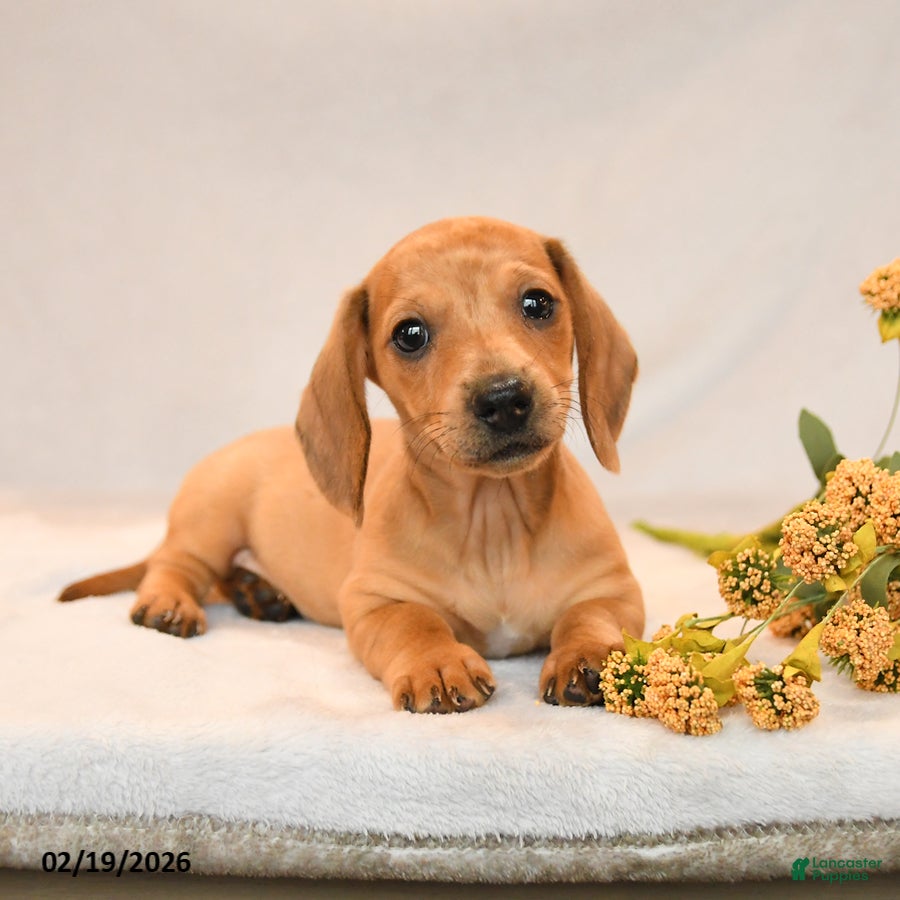 Miniature Dachshund dogs Owen - Ad 2