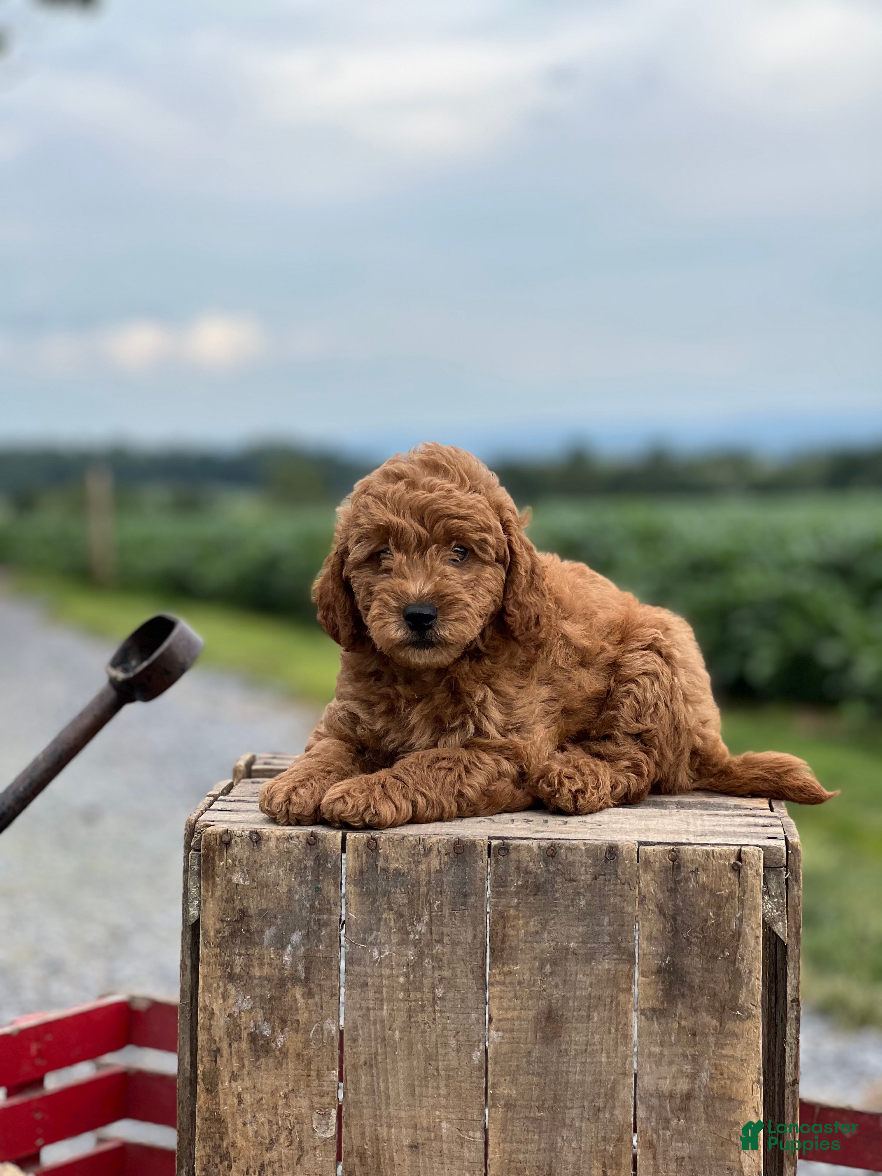 Mini Goldendoodle dogs Tom - Ad 2