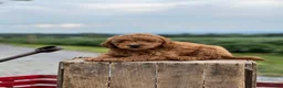 Mini Goldendoodle dogs for sale: Tom - Ad 2