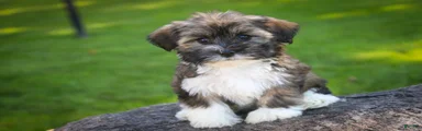Carrie Havanese 