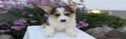 Welsh Corgi Pembroke dogs for sale: Liam  - Ad 6