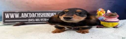 Miniature Dachshund dogs for sale: AKC Russian import - Ad 4