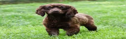 Cockapoo dogs for sale: Ellie - Ad 7