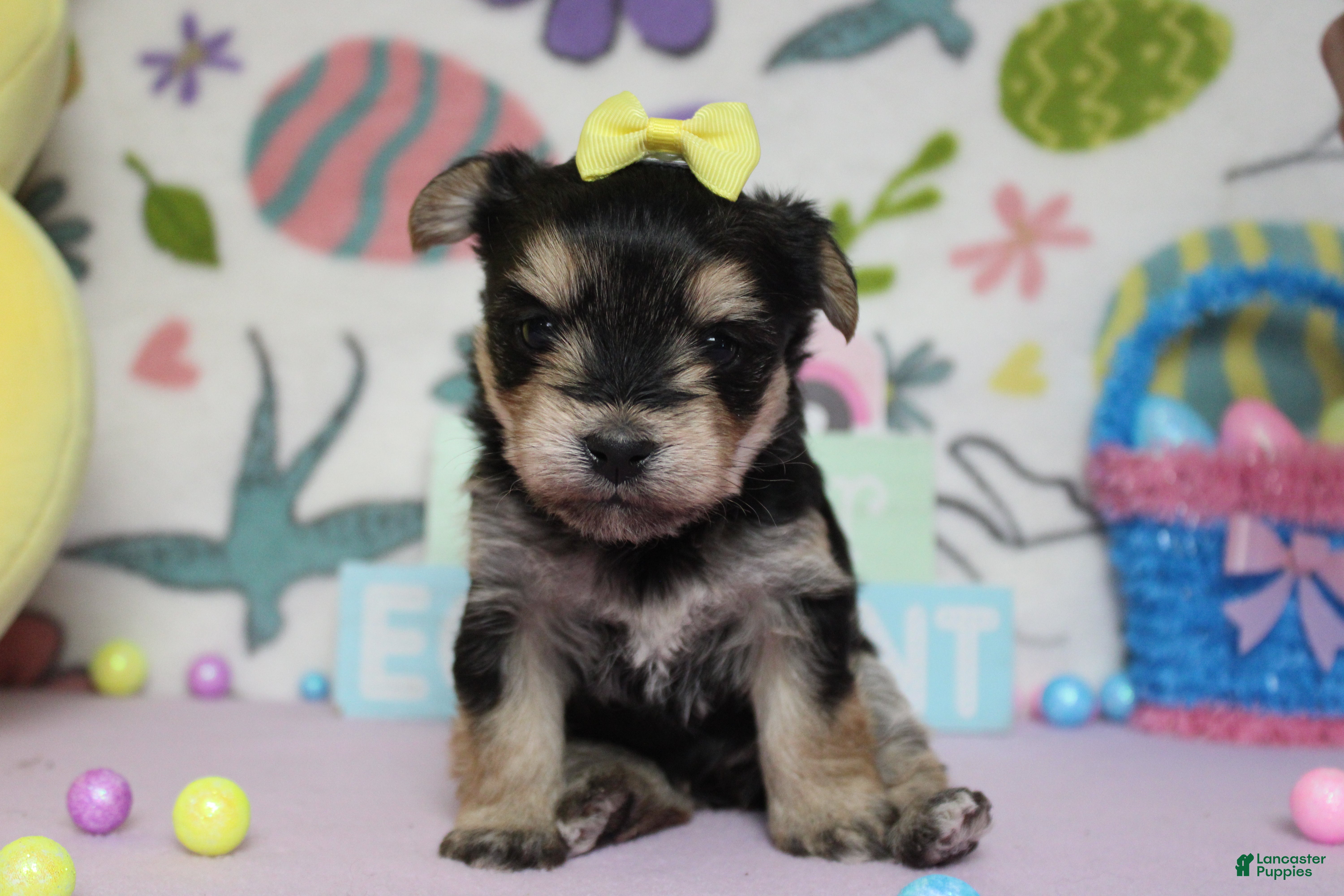 Morkie dogs Sydney - Ad 5